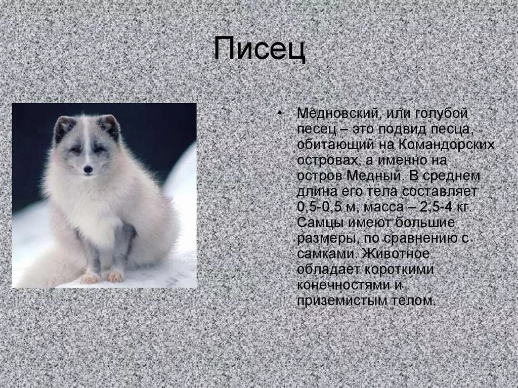 Сведения о животном писец. Доклад о животном писец. Сообщение о Песце. Животные красной книги писец.