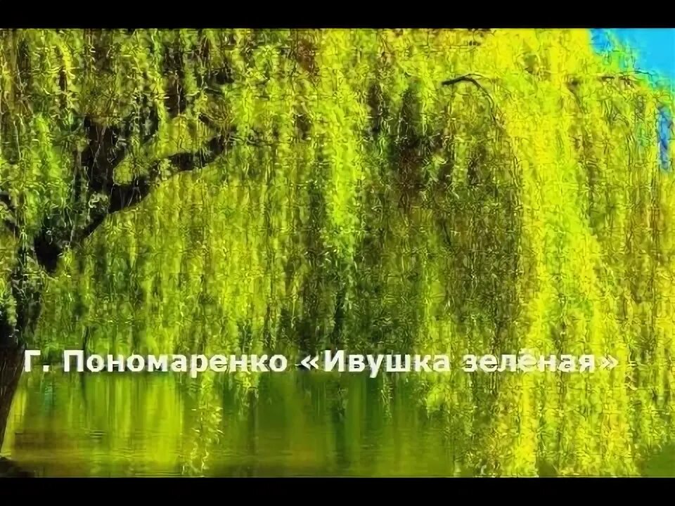 Ивушки вы ивушки. Ивушка зеленая текст. Ивушка зеленая над рекой склоненная текст. Песня ивушки вы ивушки ивушки зеленые. Песня ивушки вы ивушки ивушки зеленые.