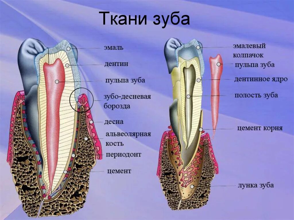 Строение зуба. Строение зуба человека.