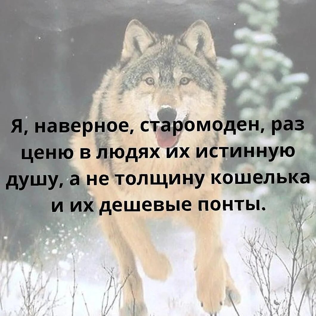 С волками жить все. С волками жить по Волчьи выть. С волками жить по Волчьи. С волками жить по Волчьи выть значение. По Волчьи выть поговорка.