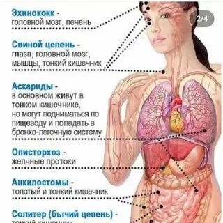 Глисты признаки у человека взрослого симптомы