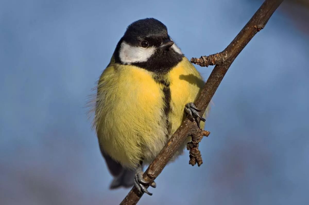 Синица Parus Major. Parus Major Major. Большая синица фото. Синичка крупно.