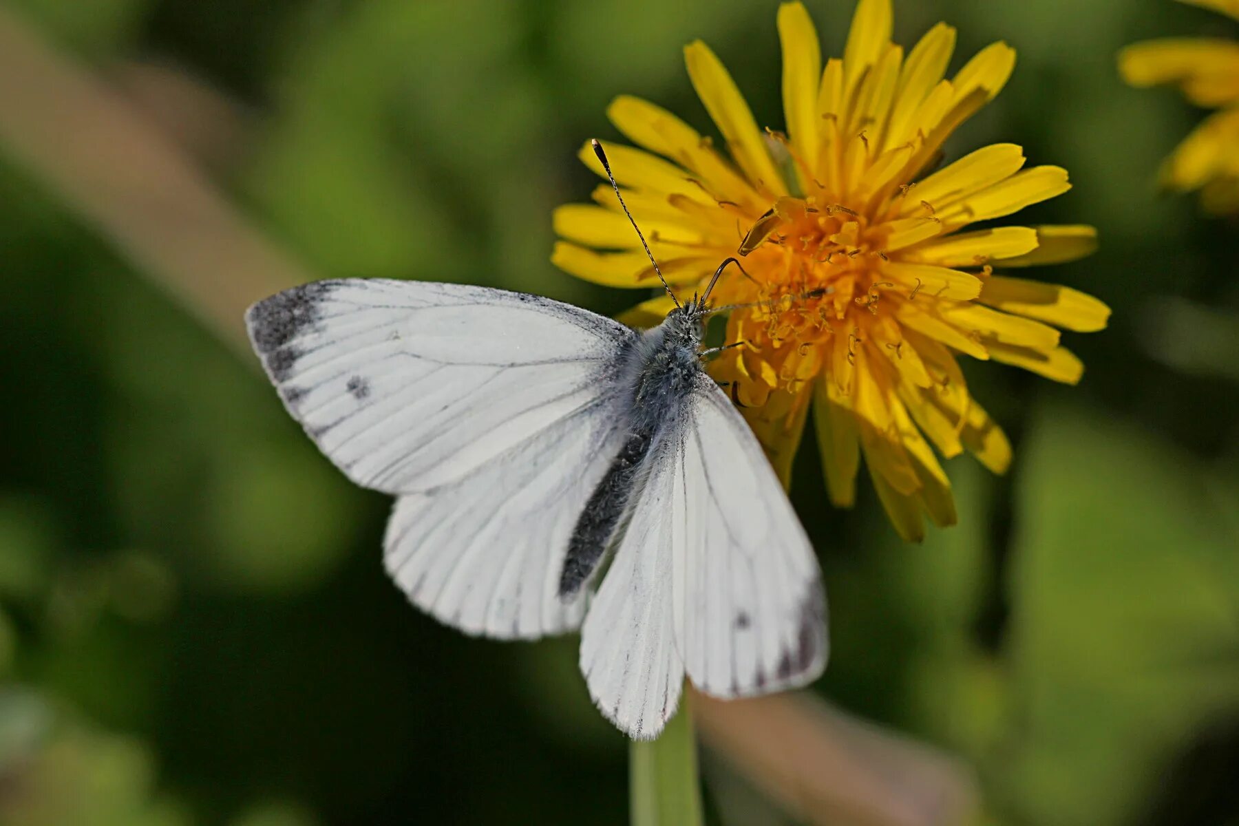 Бабочка Белянка Брюквенница. Белянка брюквенная. Pieris napi (Linnaeus, 1758) – Белянка брюквенная.. Белянка Альпийская бабочка.