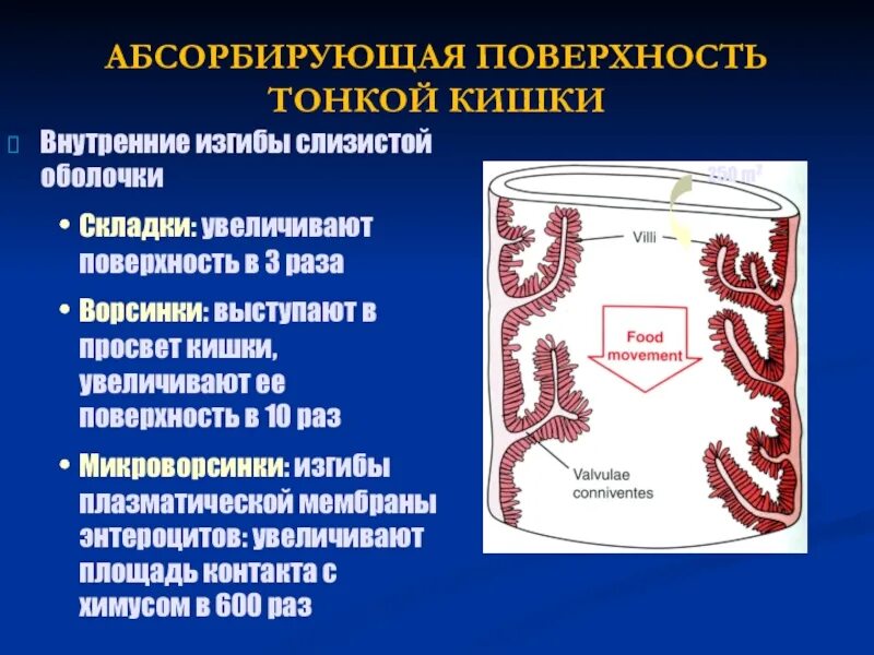 Ферменты тонкого кишечника. Просвет тонкого кишечника. Ферменты слизистой тонкого кишечника. Ферменты в просвет тонкой кишки. Функции слизистой кишечника