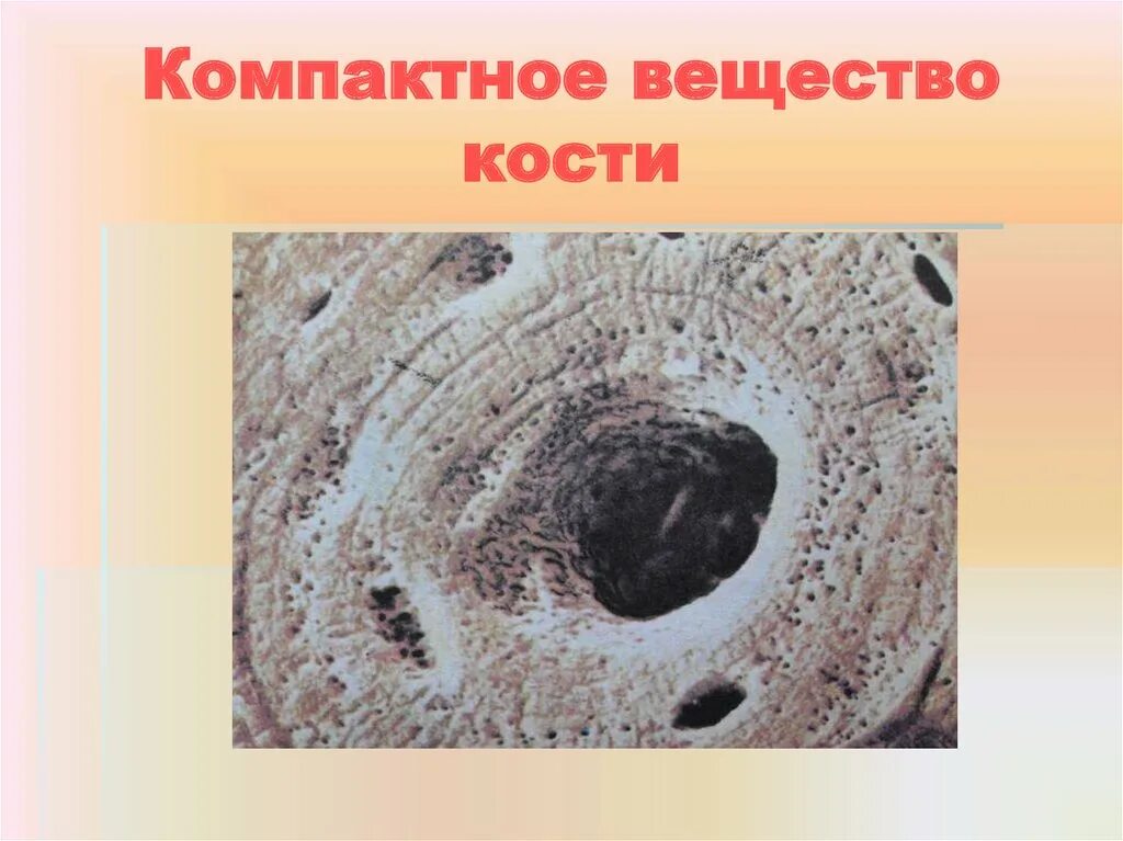 Компактное вещество находится. Компактное вещество кости. Плотное костное вещество. Ко мпактно е венщество. Плотное компактное вещество.