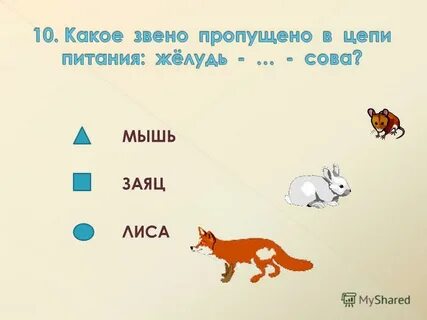 Цепь питания желудь