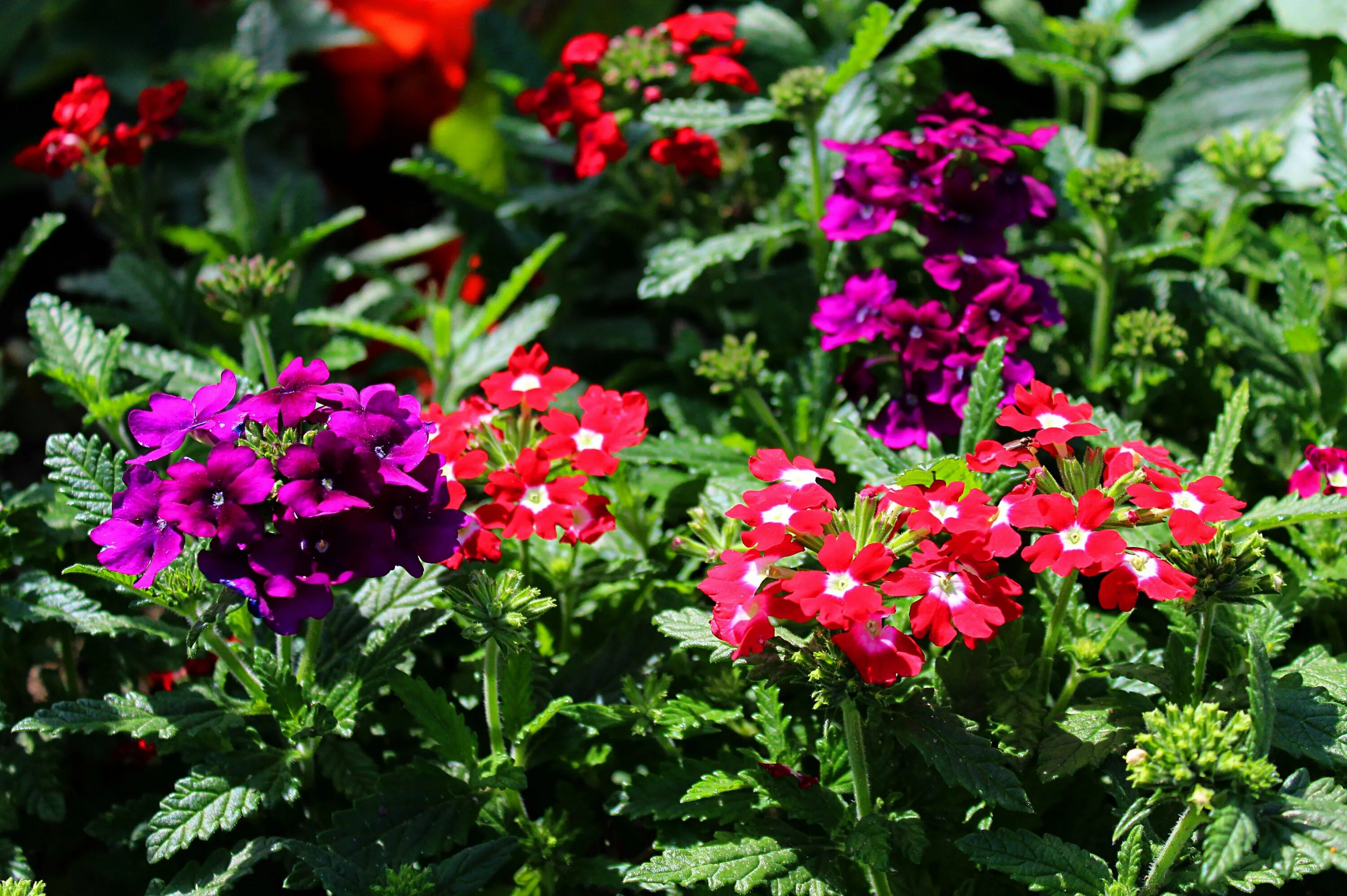 Вербена в подмосковье. Вербена гибридная. Вербена гибридная (Verbena hybrida). Вербена гибридная ампельная. Вербена гибридная Мамут.