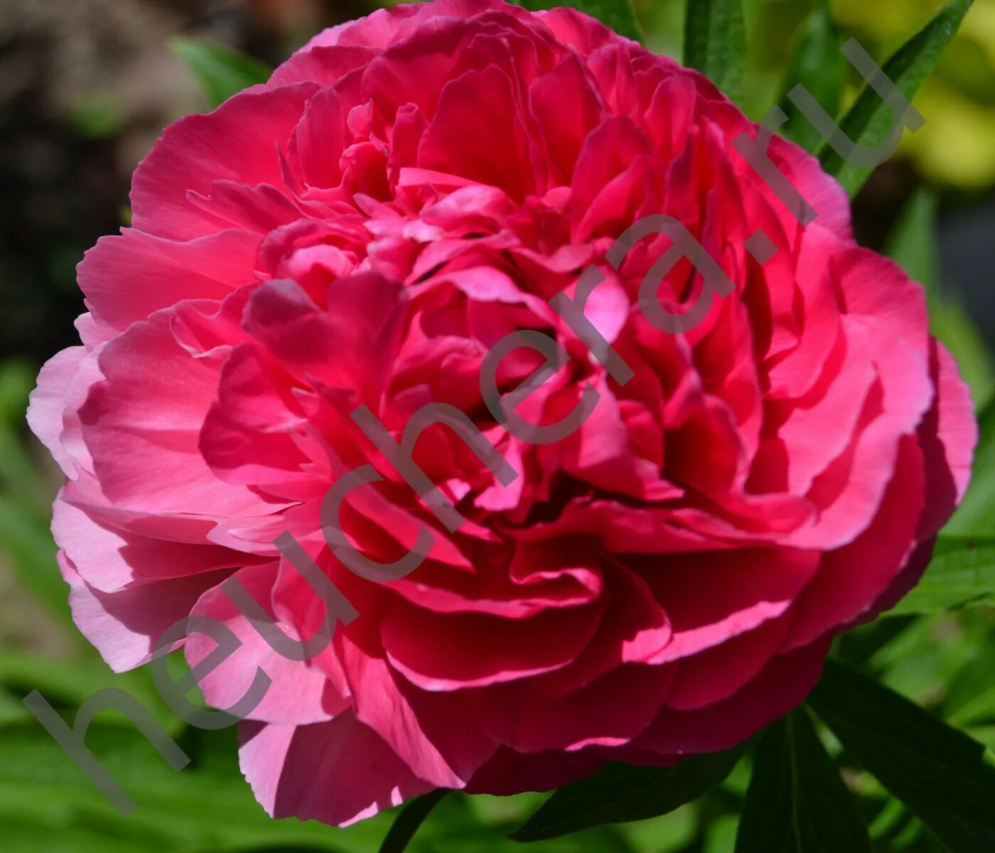 пион ROSE HEART, пион Роуз Харт, саженцы пиона Роуз Харт, фото Пион Роуз Харт, к