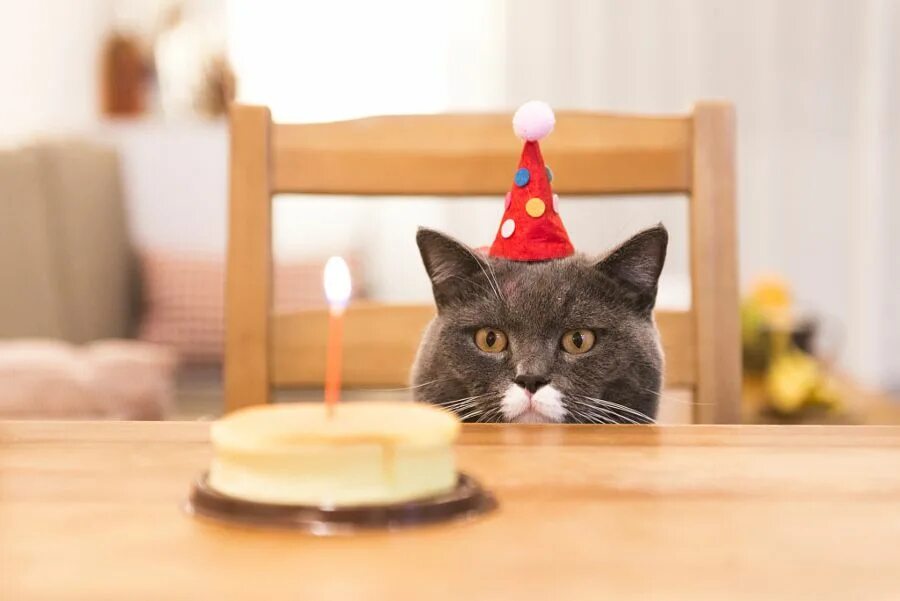 С днем рождения кот. Кот с тортиком. С днём рождения с котиками. Тортик для котика. Cat is happy