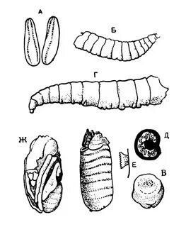 Личинки рисунок
