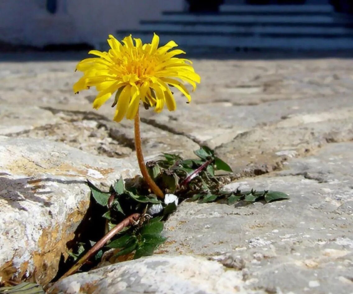 одуванчик из асфальта. цветок растущий без солнца. цветок пророс сквозь асфальт. комнатные растения тенелюбивые теневыносливые. солнце и растения.