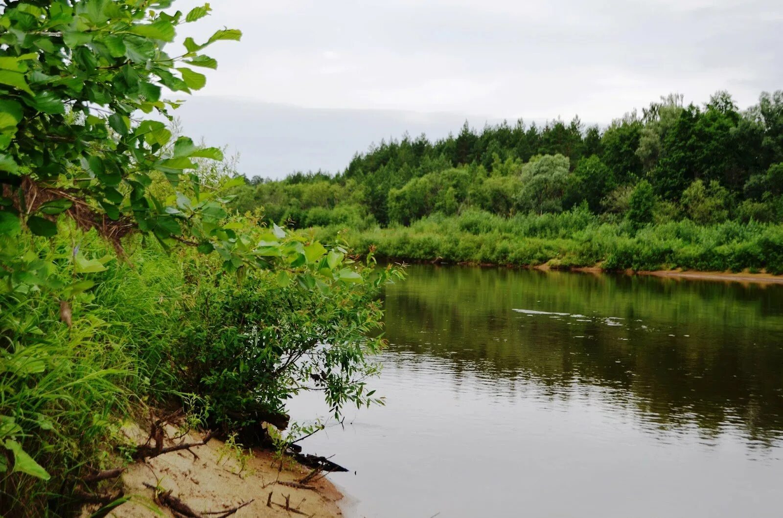 Река луга желецкий пляж. Река сок пляжи. Река илеть марий эл. Река студенка тамбов. Река студенка марий эл.