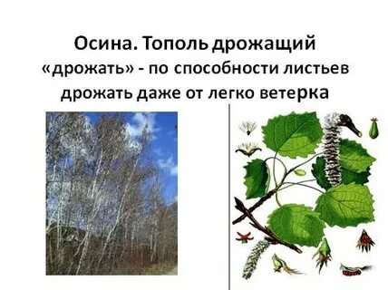 Чем отличается осина