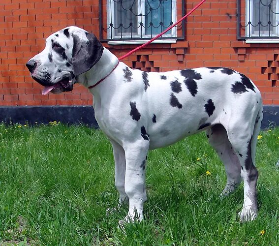 Аргентинский дог щенок. Щенок немецкого дога 4 месяца. Щенки дога в хорошие руки. Щенки аргентинского дога фото. Немецкий дог щенок.