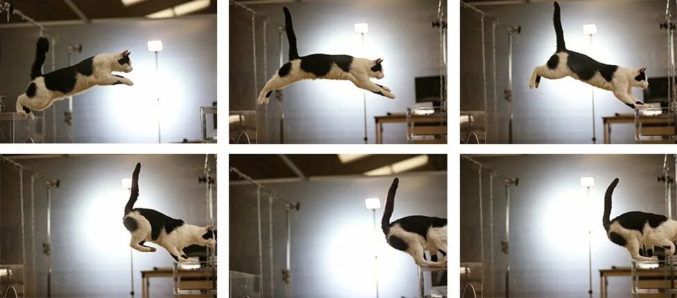 Кошка в прыжке. Кошка в движении. Кошка спрыгивает. Кот прыгает референс.