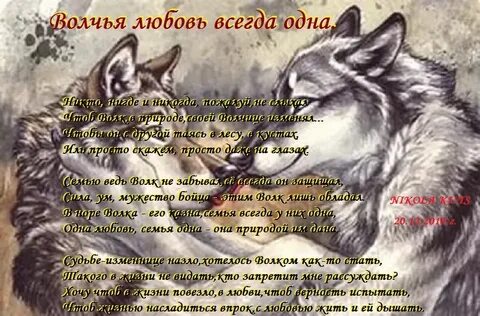 Стих волк