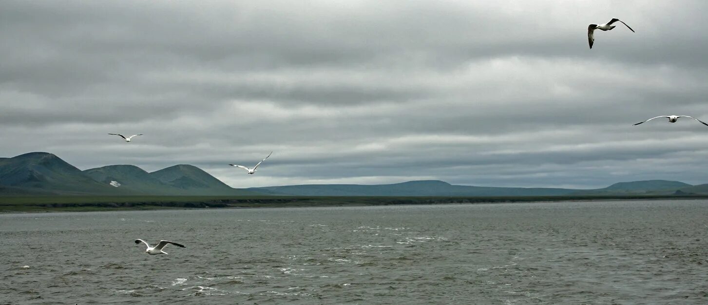 Море лап. Море лаптевых якутия. море лаптевых тикси. берег моря лаптевых. чайка тикси.