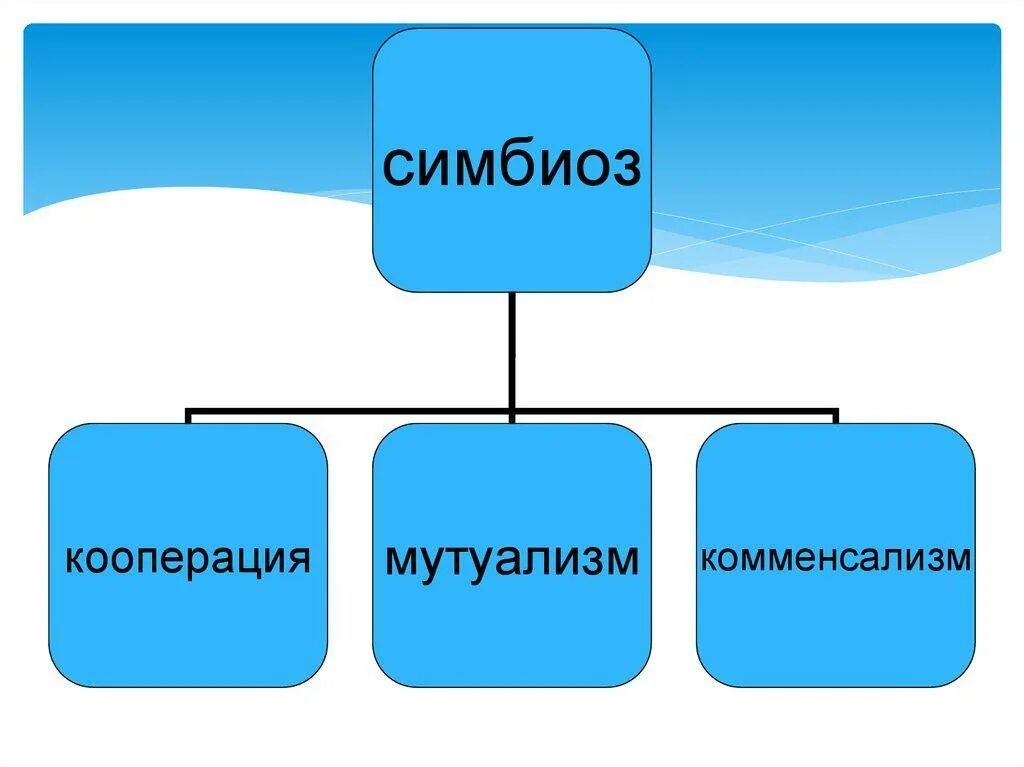 Симбиоз нескольких стилей в одном произведении. Симбиоз мутуализм кооперация. симбиоз кооперация мутуализм комменсализм. симбиоз мутуализм комменсализм. симбиоз это в биологии.