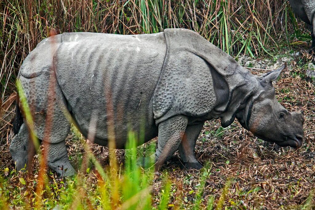 Среда обитания индийского носорога растительность какие растения. Rhinoceros unicornis. Индийский носорог 5. Индийский носорог размеры. Индийский носорог 5.