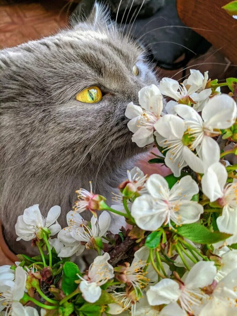 Spring cat show. Весенний котик. Запах весны.