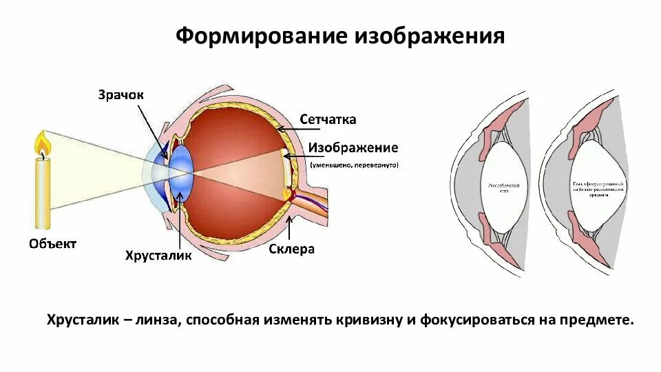 Принцип работы хрусталика 8 класс биология. На сетчатке формируется изображение. Формирование изображения на сетчатке. Изображение на сетчатке глаза. Формирование изображения в глазу.