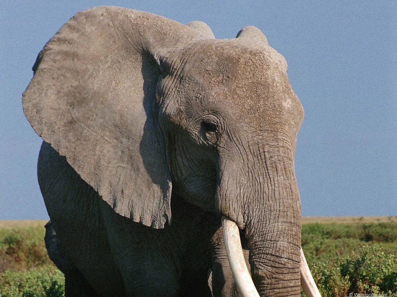 Уши слона. Нос слона. Уши африканского слона. У слона большие уши.