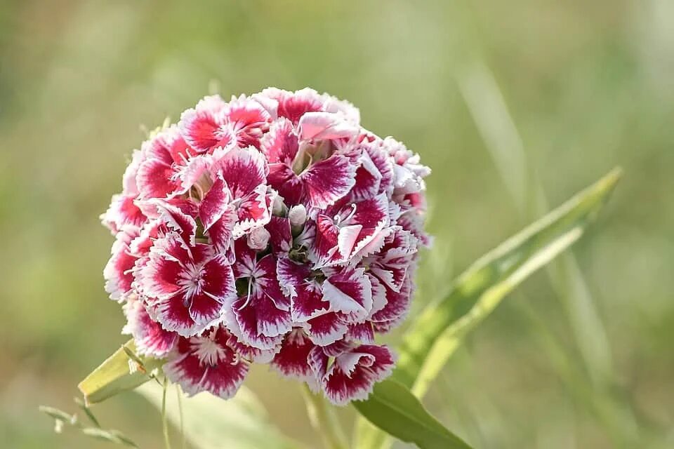 Ghim của Katter trên Flower Hoa cẩm chướng, Hoa đẹp, Hình nền hoa
