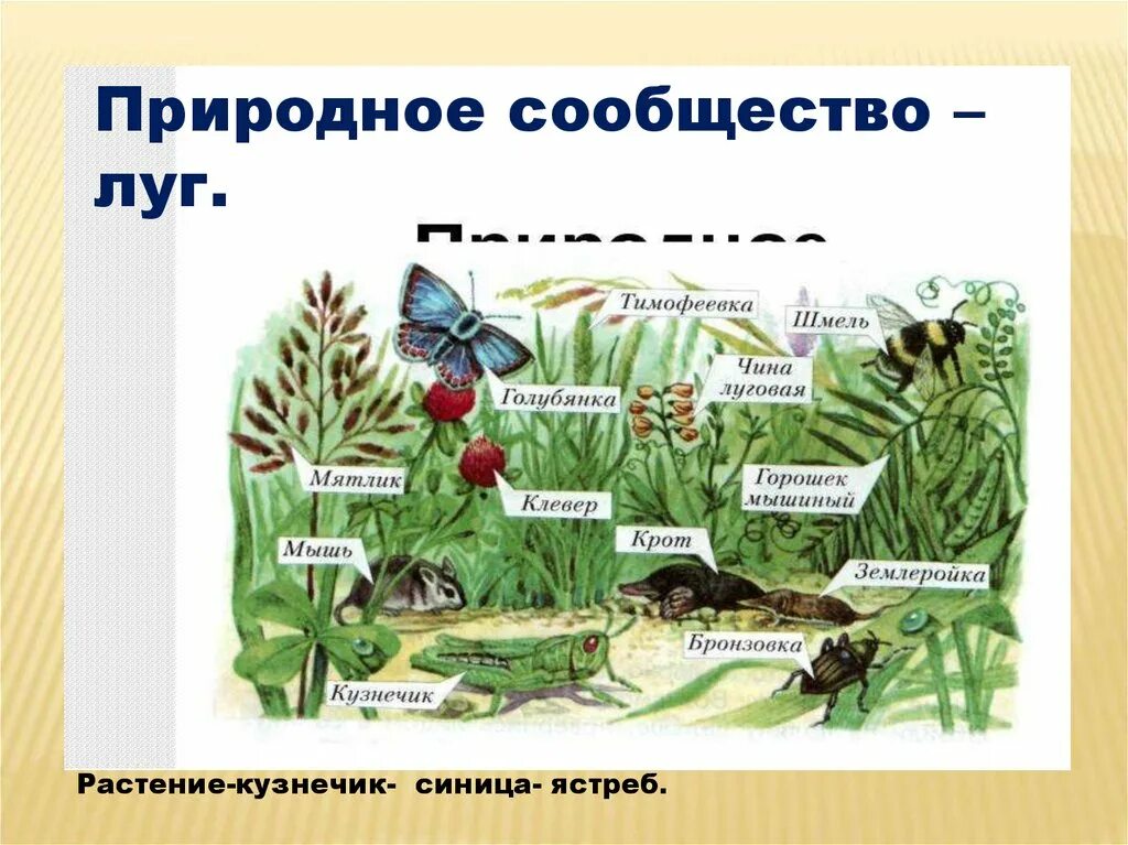 Конспект урока 3 класс природные сообщества. Растительное сообщество Луга. Природное сообщество луг. Схема природного сообщества луг. Растения сообщества луг.