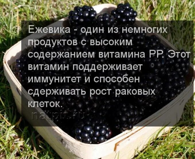 Чем полезна ежевика. Чем полезна ежевика. Чем полезна ежевика для организма. Польза ежевики для человека. Польза ежевики для человека.