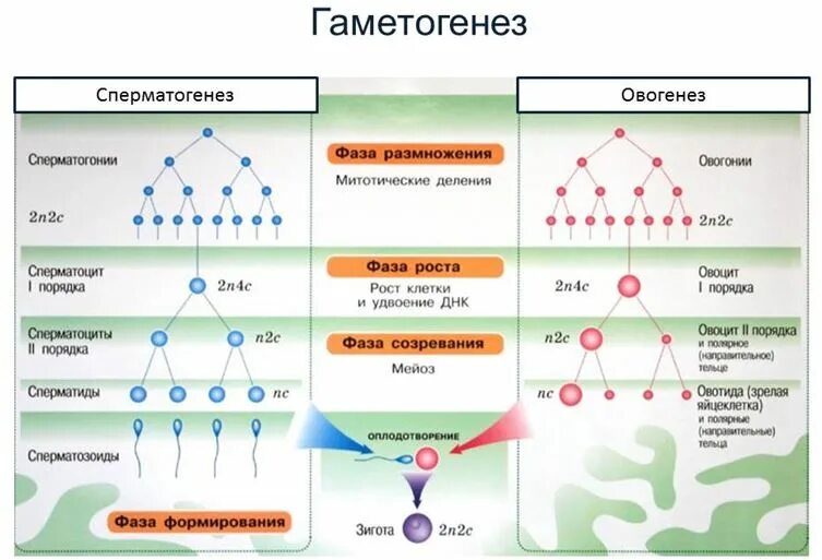 Фаза созревания гаметогенеза. Гаметогенез сперматогенез. Гаметогенез размножение, рост, созревание. Гаметогенез 10 класс. Гаметогенез происходит в стадии