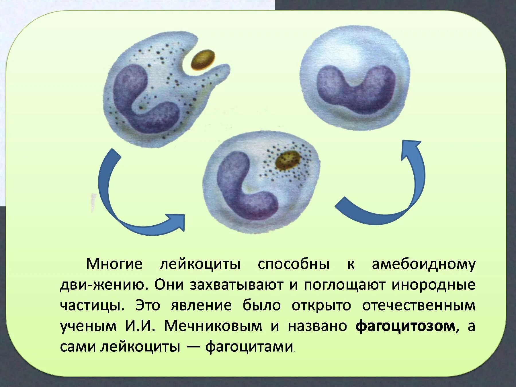 Эритроциты фагоциты лейкоциты. Лейкоциты способные к амебоидному движению. Передвижение лейкоцитов. Фагоцитоз лейкоцитов. Может осуществлять фагоцитоз способен к амебоидному движению