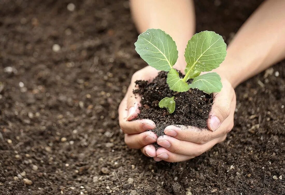 Пикировка рассады львиного зева. Высадка рассады в 2024 году. Рассада открытый грунт. Высадка рассады в 2024 году. Пикировка цинии.