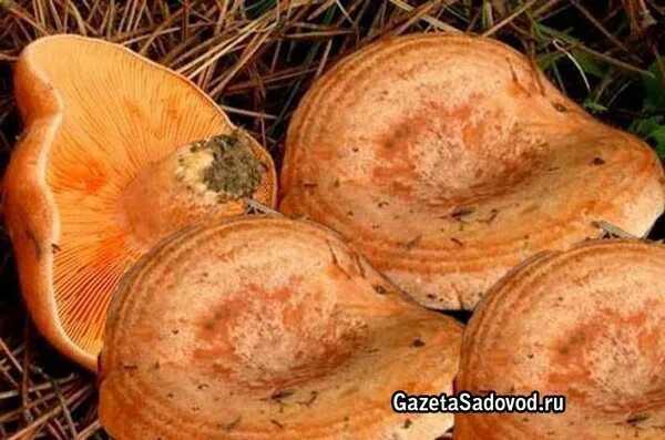 Рыжики пластинчатые грибы. Рыжик сосновый/боровой (lactarius deliciosus);. Рыжики стали синими. Рыжики стали синими. Рыжики грибы червивые.