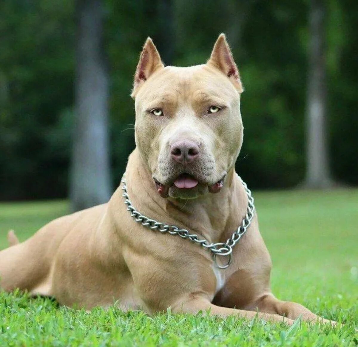 Американский пидбультерье. Стаффордширский терьер булли. Как назвать бойцовскую. Американский питбультерьер. Как назвать бойцовскую.