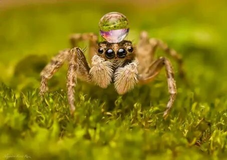 Паук скакунчик