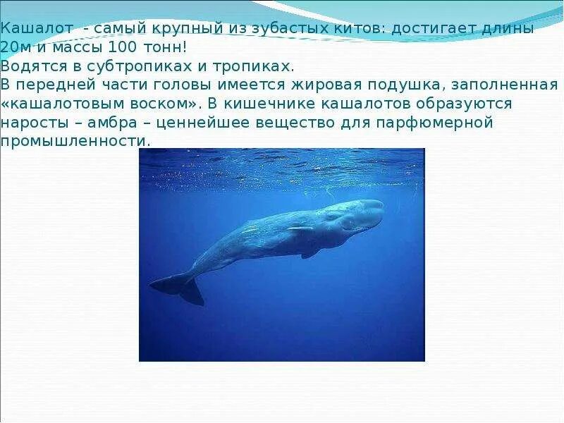 Какую функцию выполняет отложение жира у кашалота