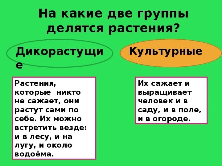 На какие две группы делятся имена. На какие группы делятся растения. Растения леочтся на группы. Растения делятся на гркпаы. Кальтурные растения делятся на гру.