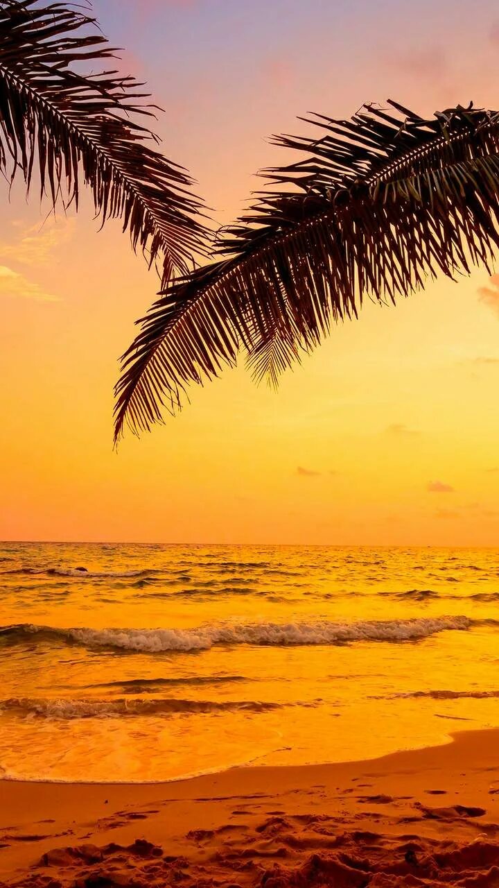 Пальмы на закате. Море пальмы и песок. Пальмы на берегу. Пальмы песок.