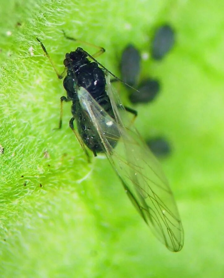 Зеленая муха тля. Свекловичная тля Aphis fabae. Свекловичная тля (Aphis fabae SCOP.). Бобовая тля (Aphis fabae). Зеленая тля мушки.