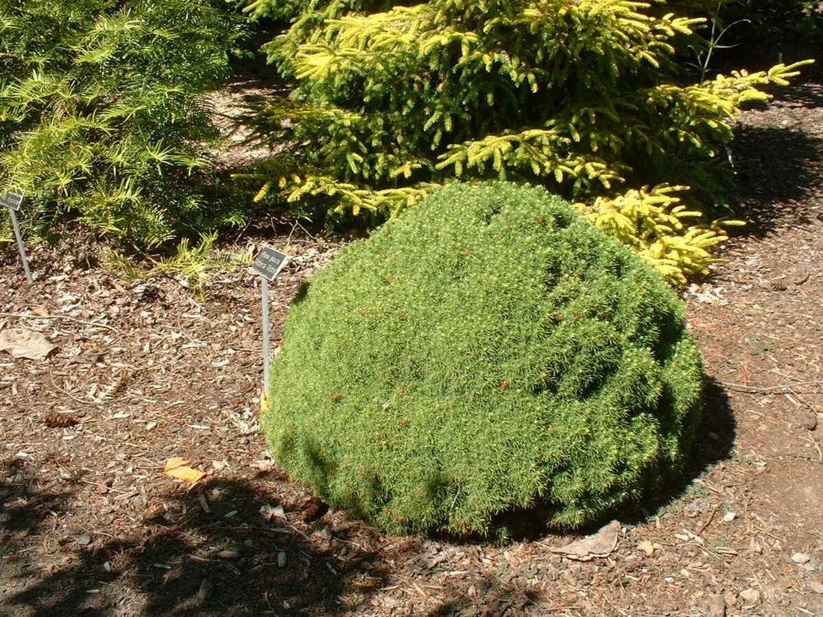 Малая хвойная. Picea glauca Alberta Globe. Можжевельник Alberta Globe Picea glauca.