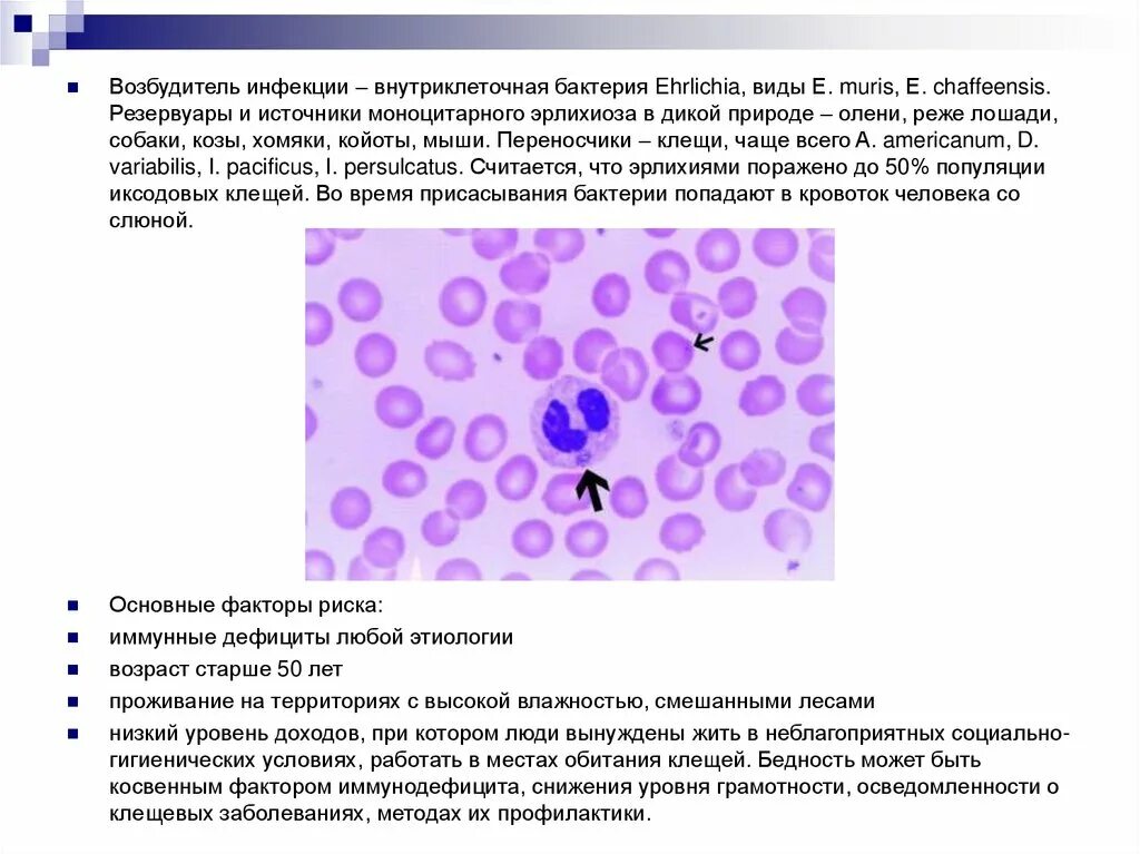 Гранулоцитарный эрлихиоз. Эрлихиоз клещевой возбудитель. Моноцитарный эрлихиоз. Моноцитарный эрлихиоз симптомы.