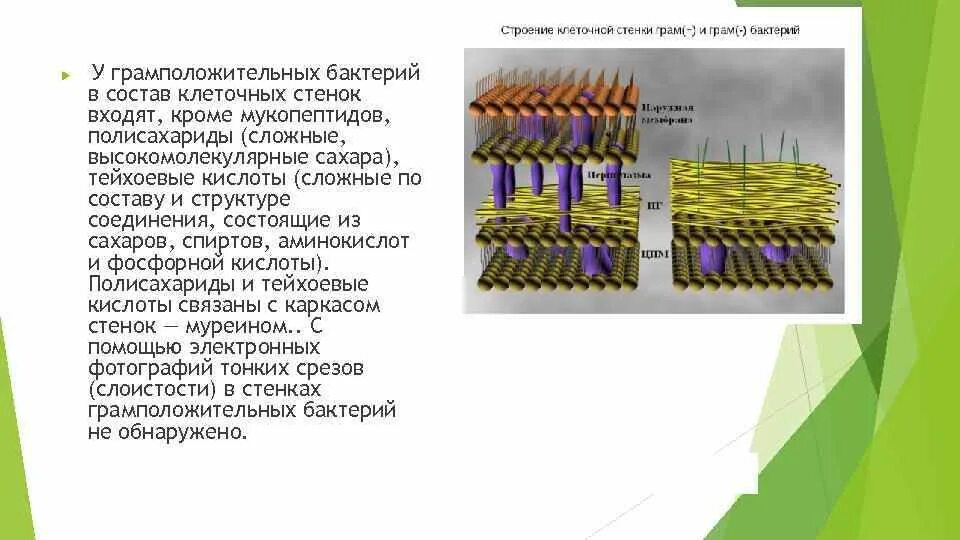 Клеточная стенка 5 класс. Клеточная стенка грамположительных бактерий. Вещества входящие в состав клеточной стенки бактерий. Строение клеточной стенки бактерий. Клеточная стенка бактерий состоит из.