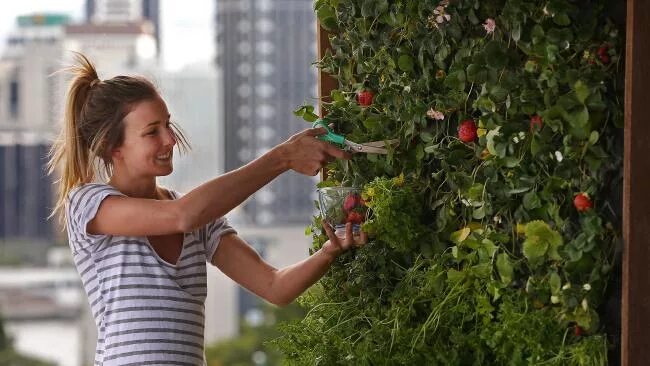 Можно выращивать клубнику на балконе. Клубника на балконе для начинающих. Клубника на балконе выращивание. Вырастить клубнику на балконе.