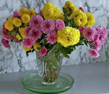Уход за хризантемами в вазе