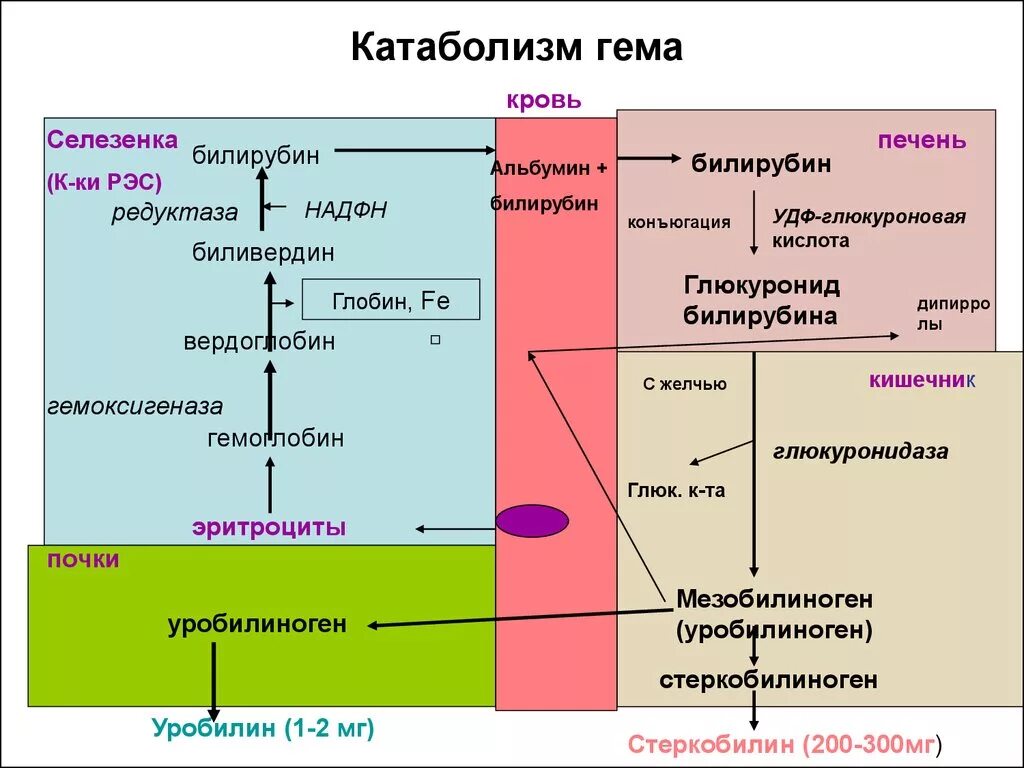 Биосинтез крови. Катаболизм гемоглобина образование билирубина. Этапы катаболизма гемоглобина. Схема катаболизма гемоглобина. Схема распада гемоглобина до билирубина.