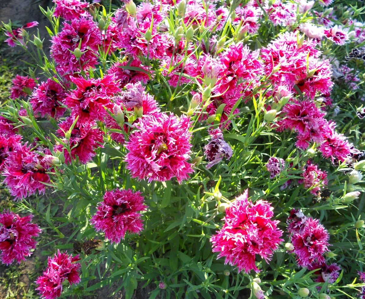 Гвоздика китайская "Lavender Picotee" (семена)