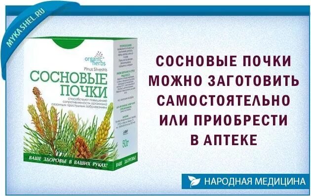 Почки сосны обыкновенной макроанализ. Как заварить сосновые почки. Как заварить сосновые почки. Почки сосны. Здоровье почки сосны 50 г.