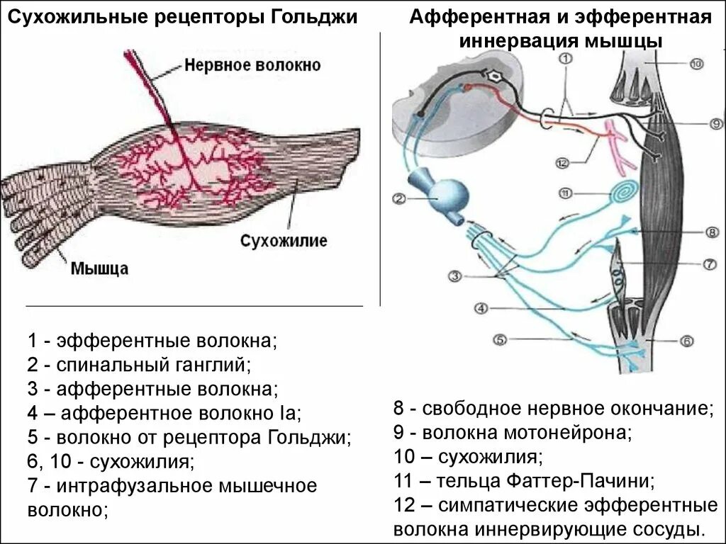 Рефлекс с сухожильных рецепторов Гольджи. Сухожильный орган Гольджи (нервно-сухожильное Веретено). Строение рецептора Гольджи. Сухожильный орган Гольджи функции.