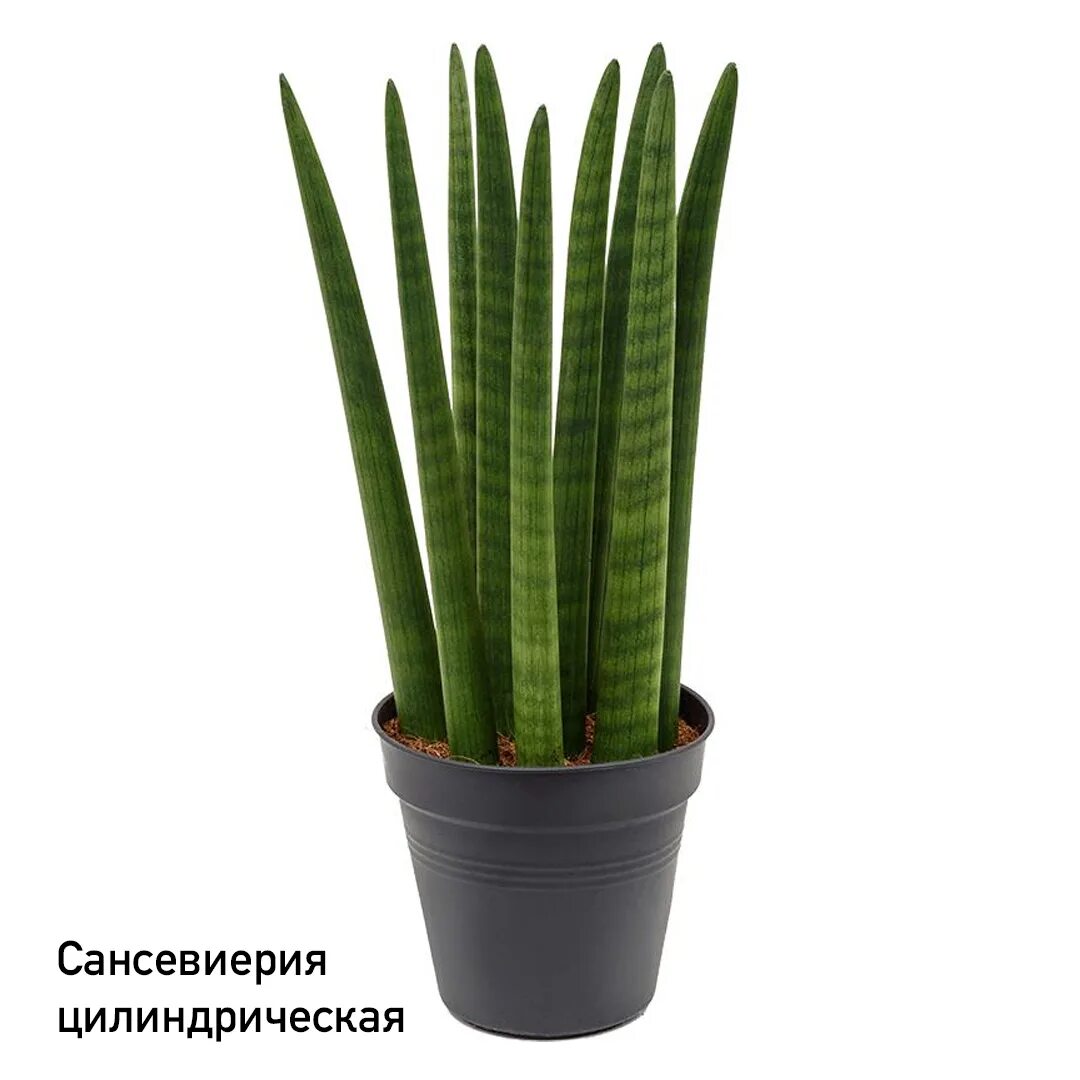 сансевиерия трубчатая. сансевиерия цилиндрическая цветение. сансевиерия цилиндрика спайк. сансериелья целиндрическая цвет. сансевиерия футура.