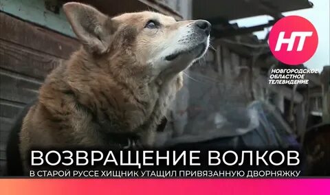 Тв волк происшествия